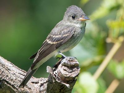 Eastern Wood Pewee