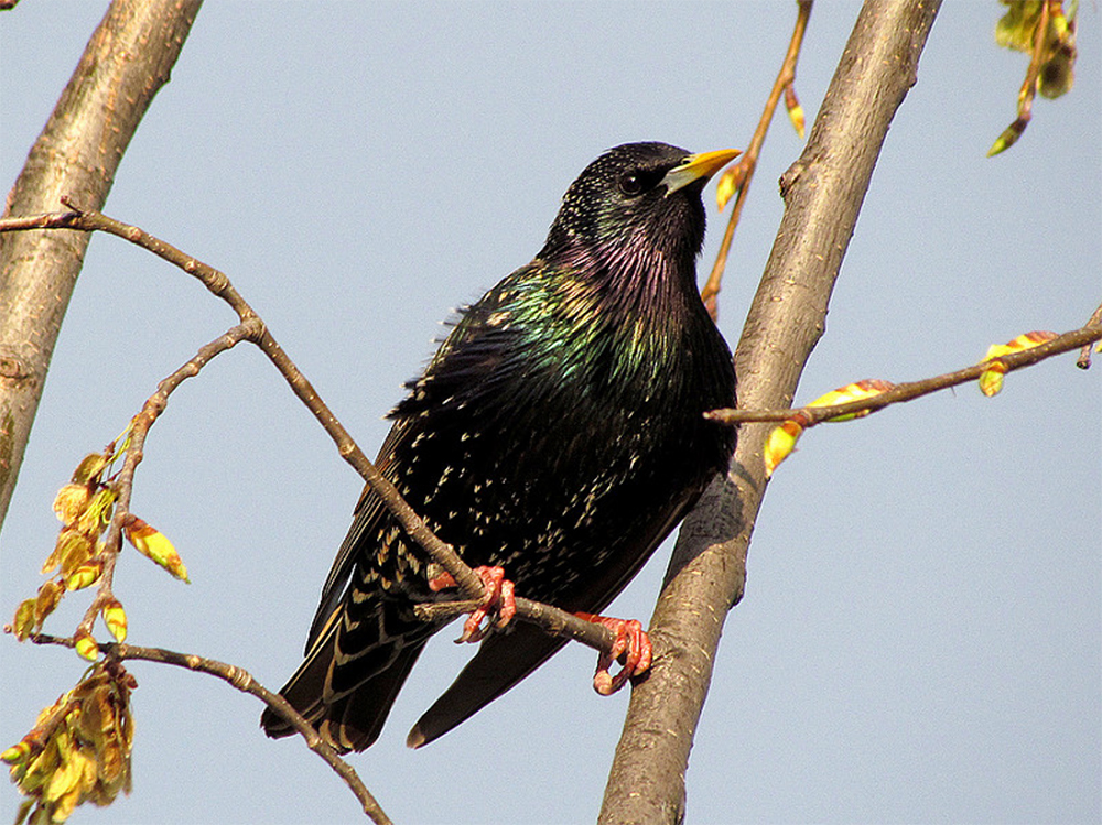 European Starling Adult