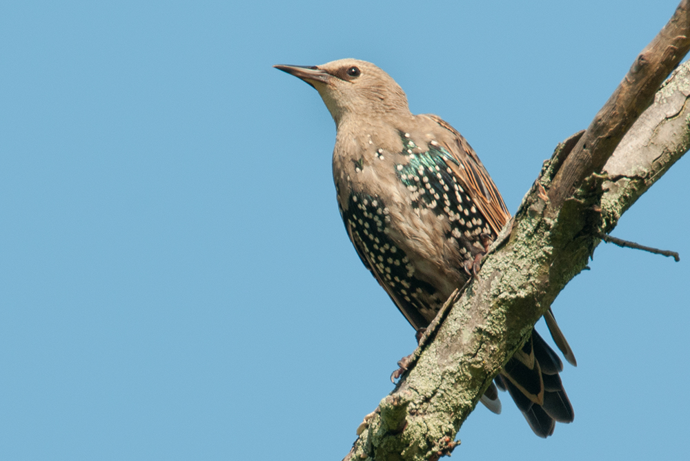 European Starling Juvenile