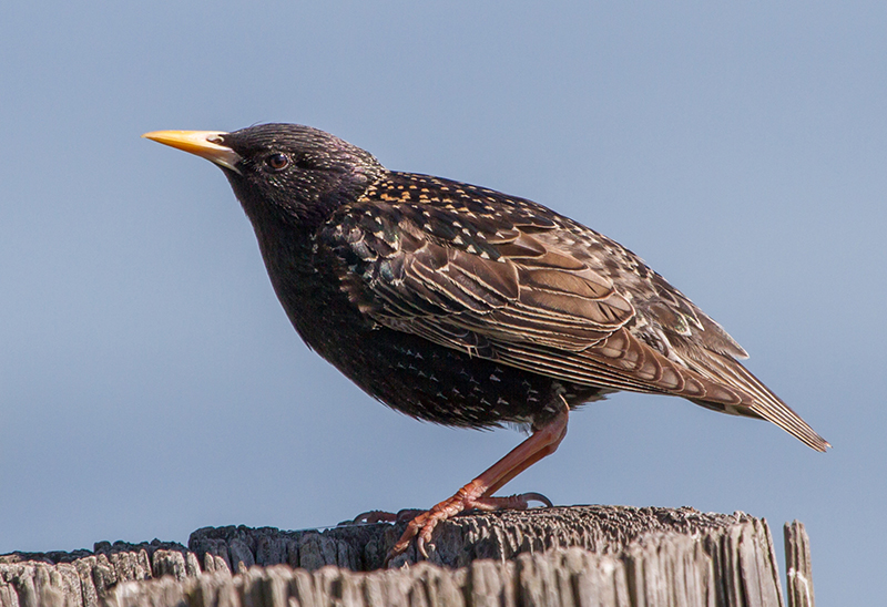 European Starling Adult