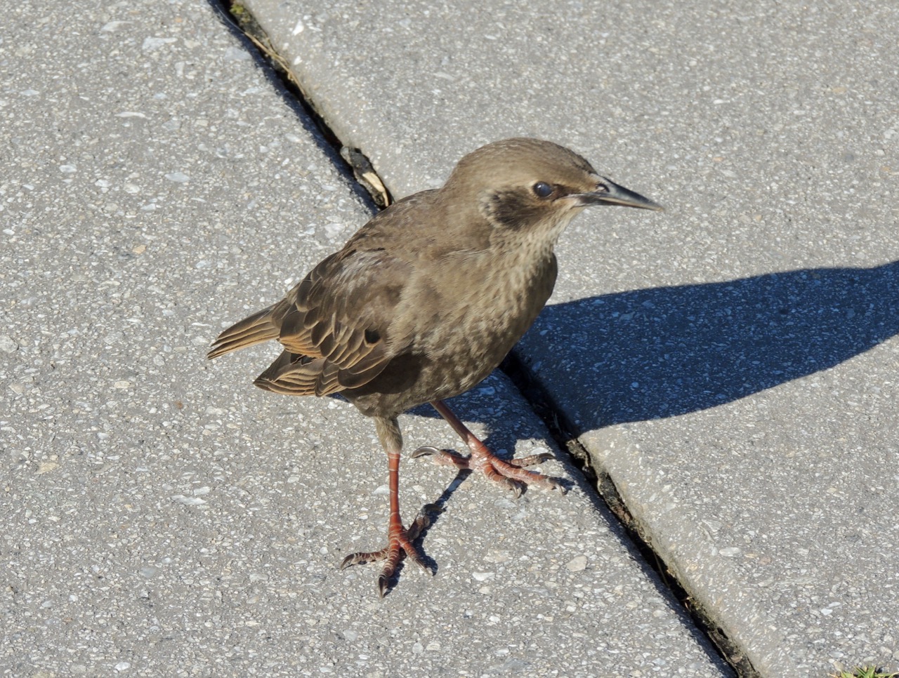 European Starling Juvenile