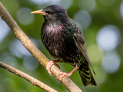 European Starling