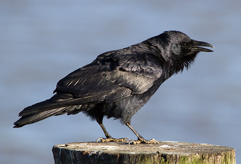 Fish Crow