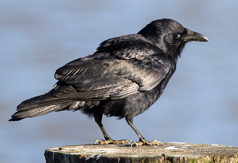 Nictitating Membrane of Fish Crow