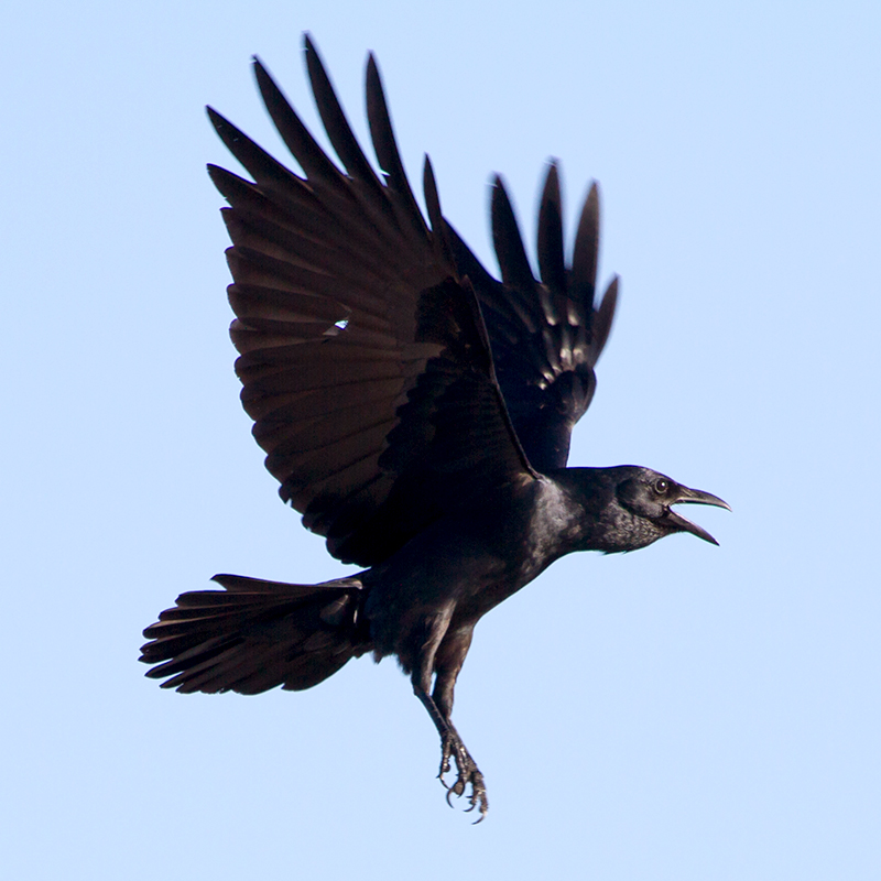 Fish Crow