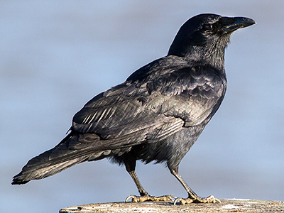 Fish Crow