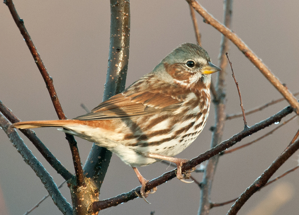 Fox Sparrow