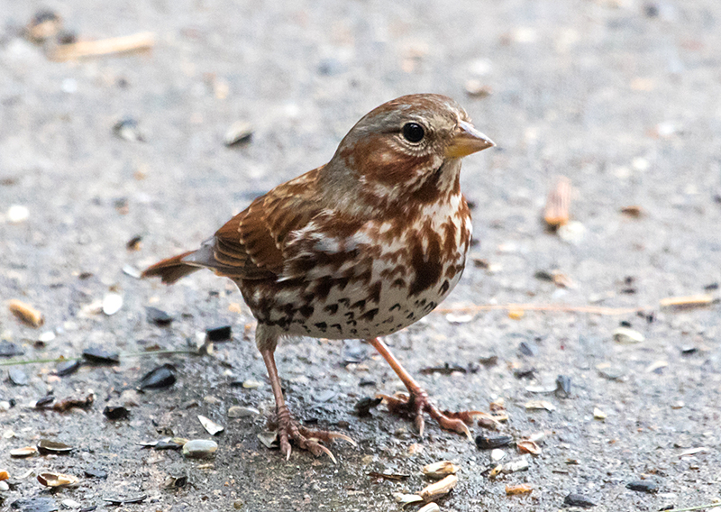 Fox Sparrow