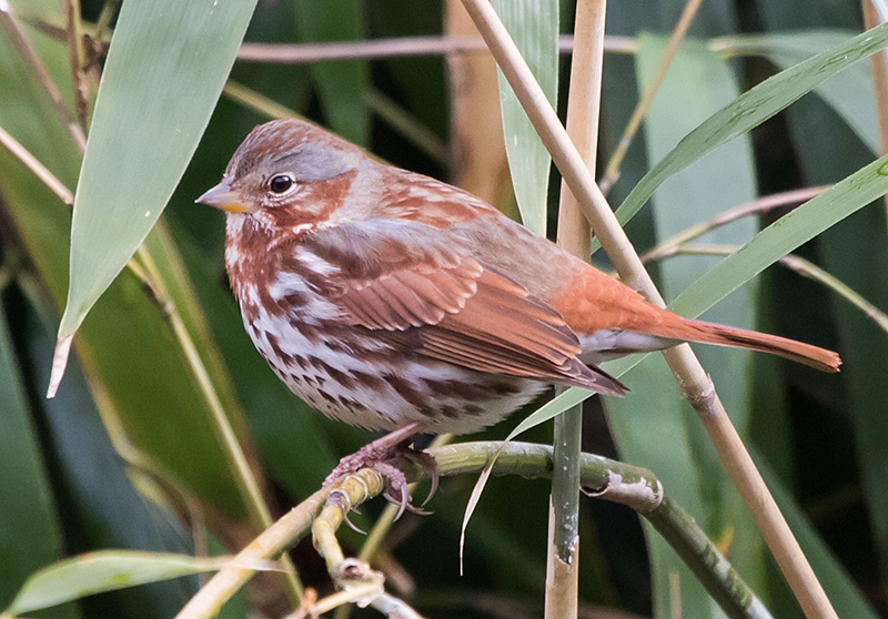 Fox Sparrow