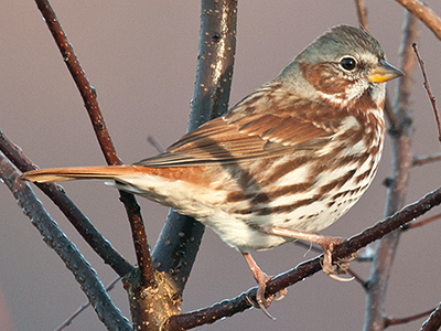 Fox Sparrow