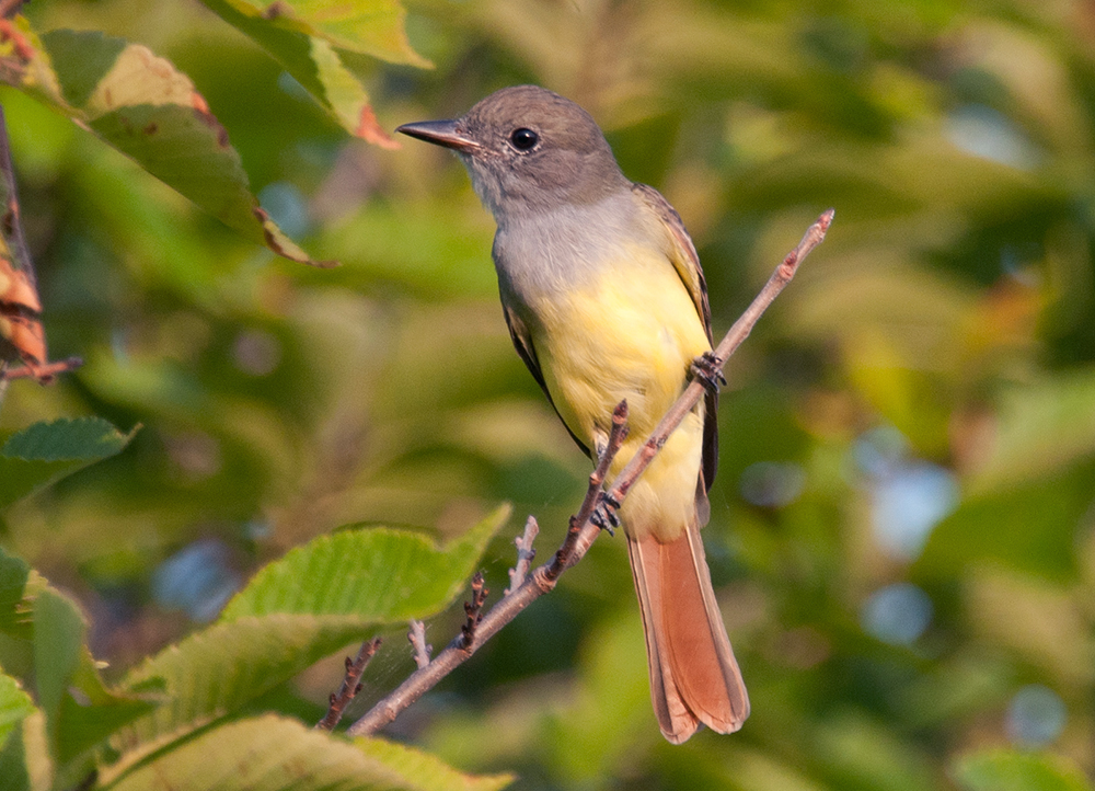 Great Crested Flycatcher