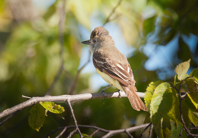 Great Crested Flycatcher