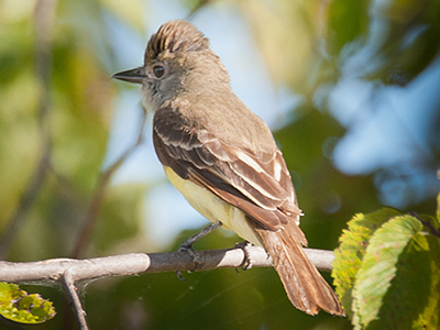 Great Crested Flycatcher