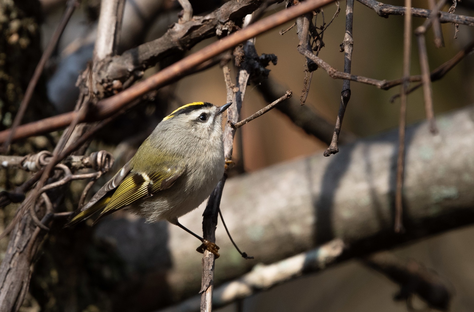 Golden-crowned Kinglet