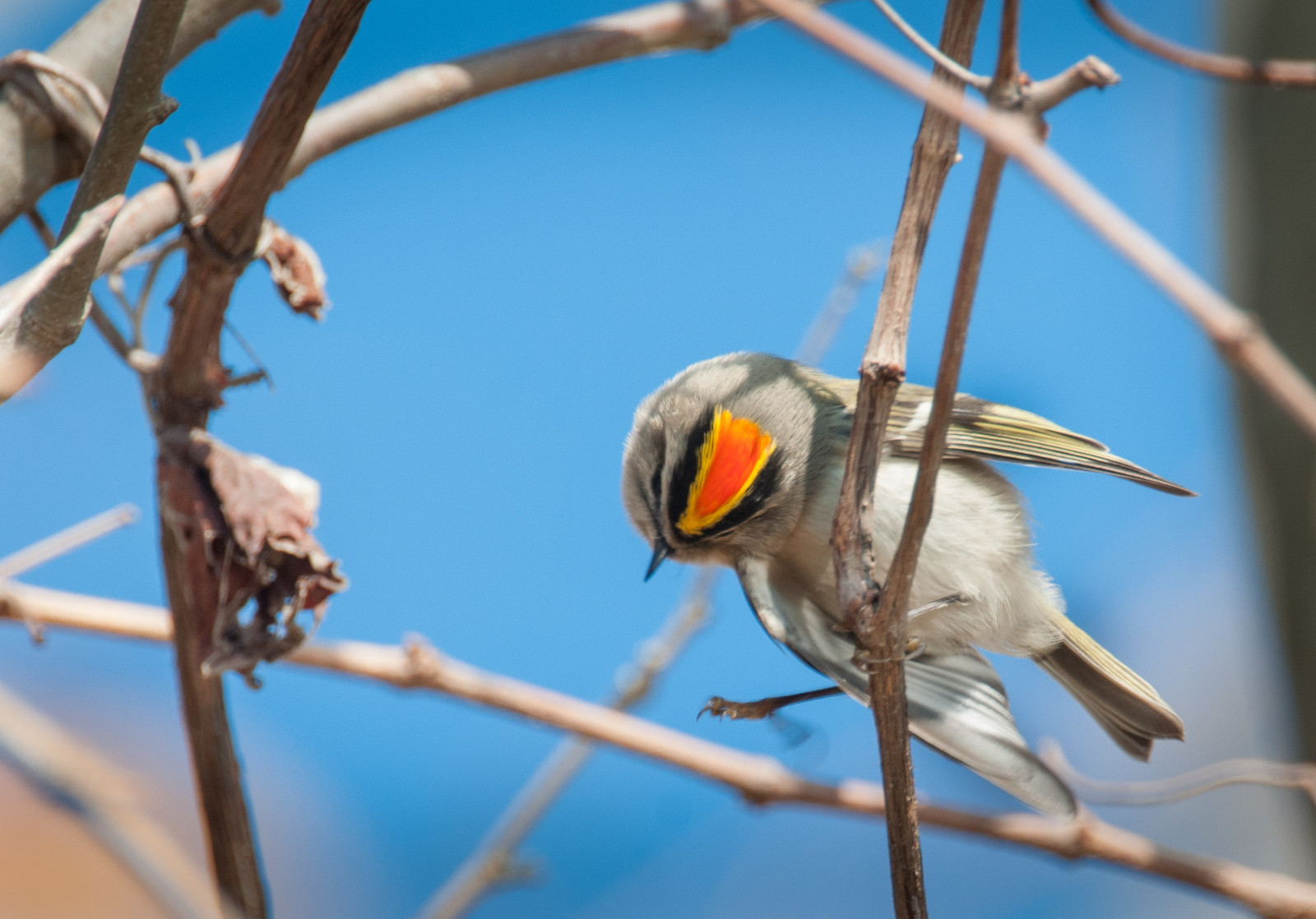 Golden-crowned Kinglet Male