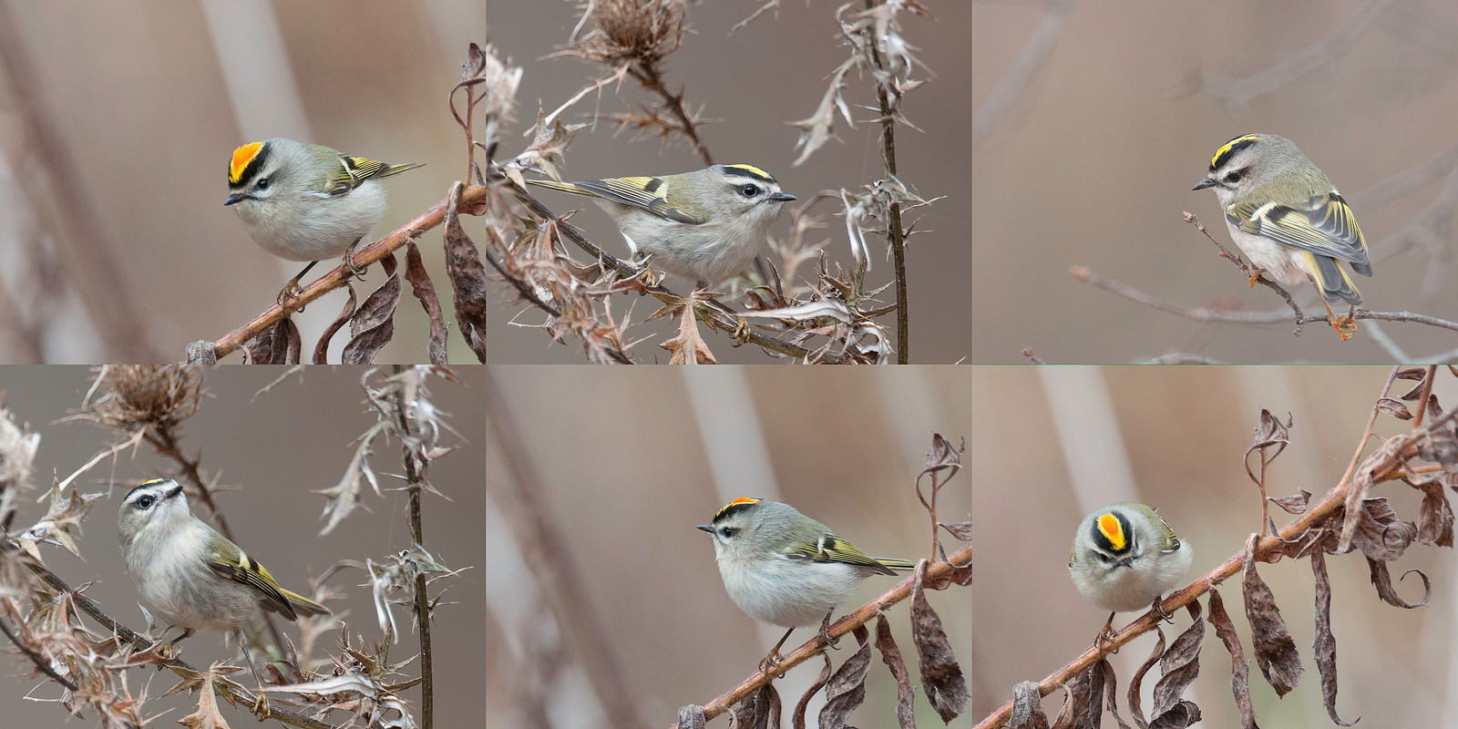 Golden-crowned Kinglet Male