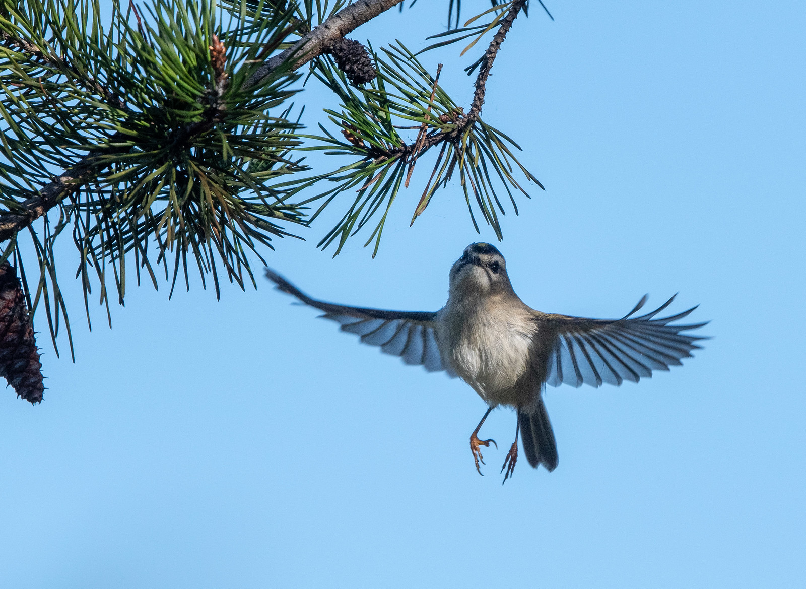 Ruby-crowned Kinglet