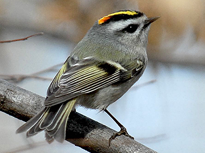 Golden-crowned Kinglet