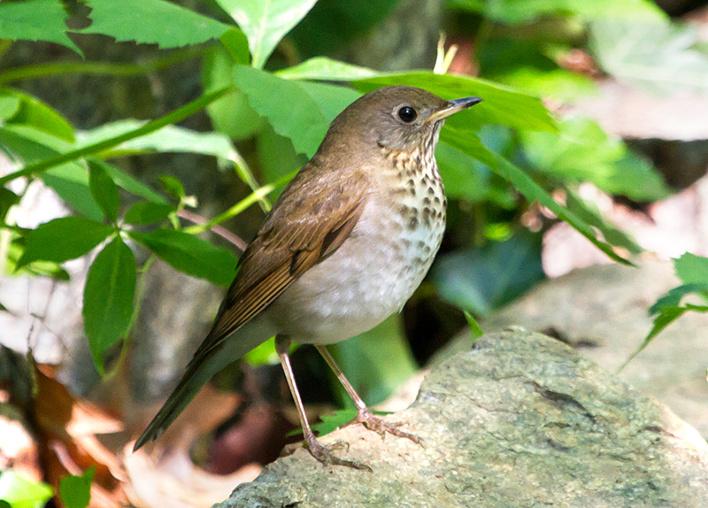 Gray-cheeked Thrush