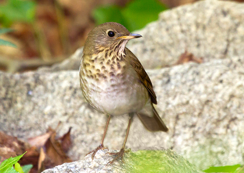 Gray-cheeked Thrush