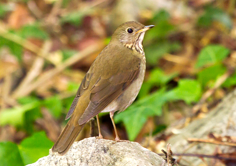 Gray-cheeked Thrush