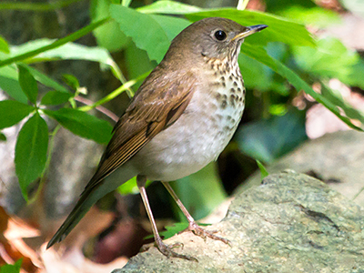 Grey-cheeked Thrush