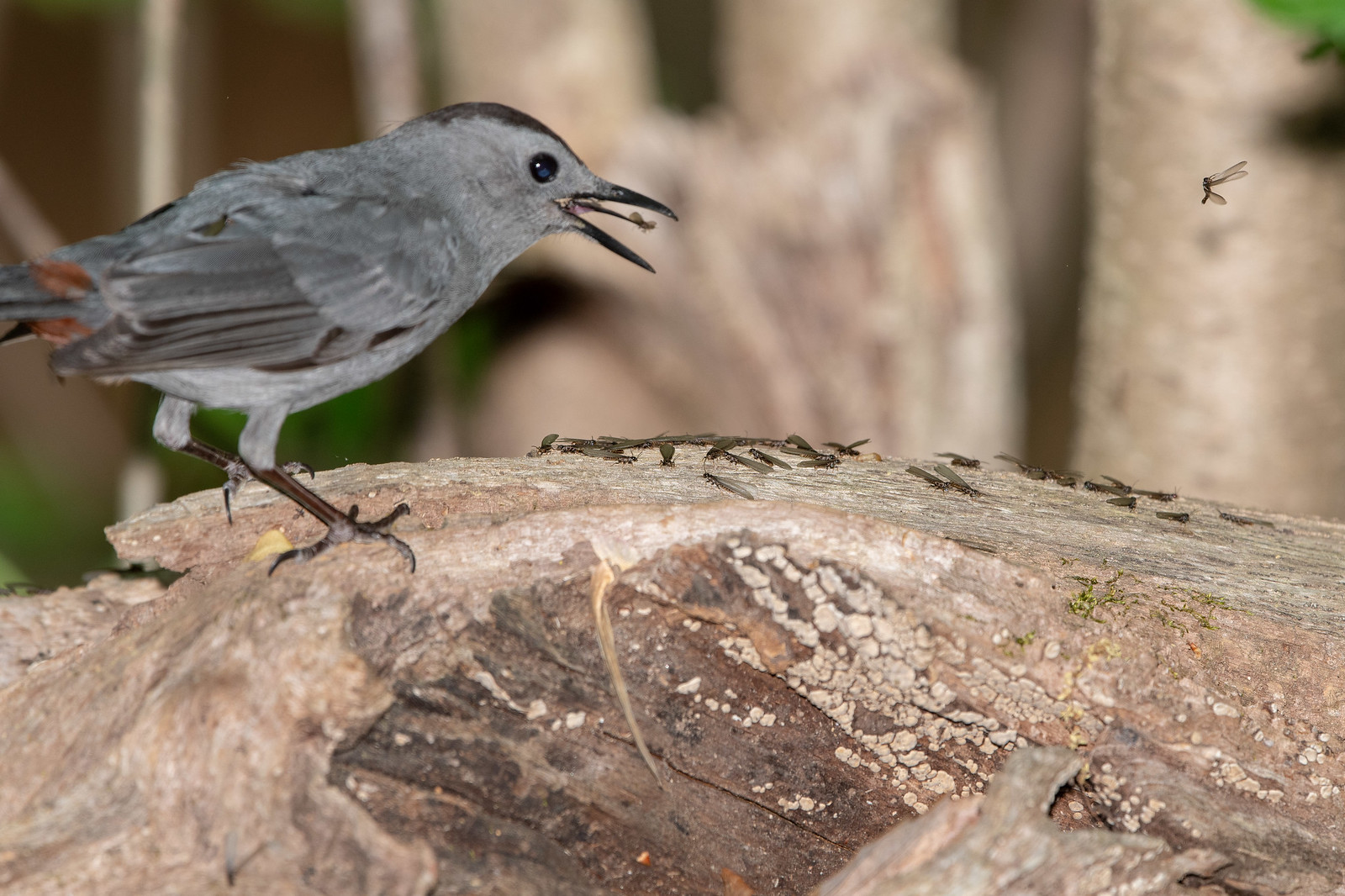 Gray Catbird at Termite Hatch