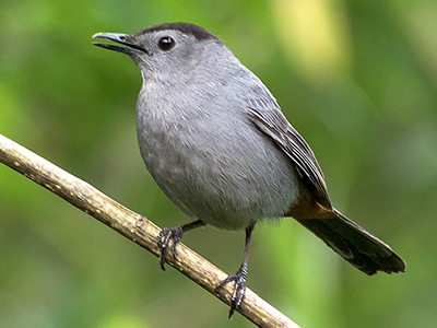 Gray Catbird