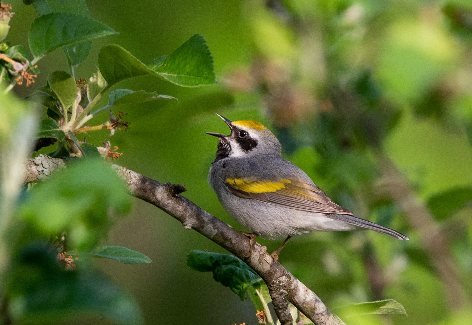 Golden-winged Warbler Male