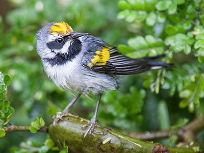 Golden-winged Warbler