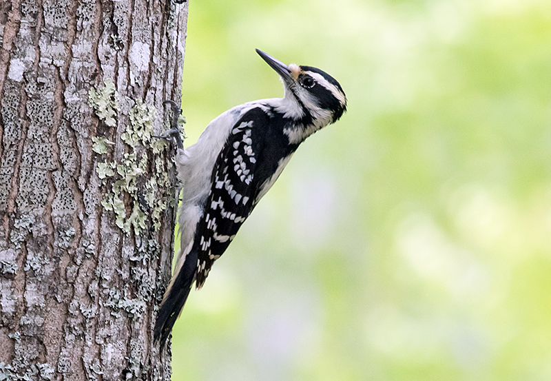 Hairy Woodpecker Female