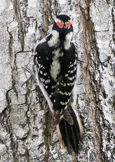 Hairy Woodpecker Male