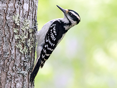 Hairy Woodpecker