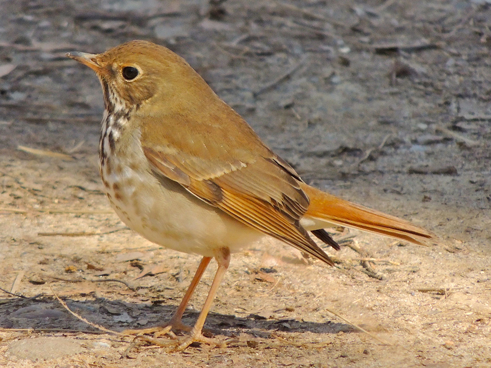 Hermit Thrush