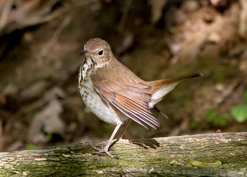 Hermit Thrush