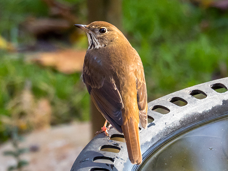 Hermit Thrush