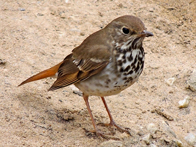 Hermit Thrush