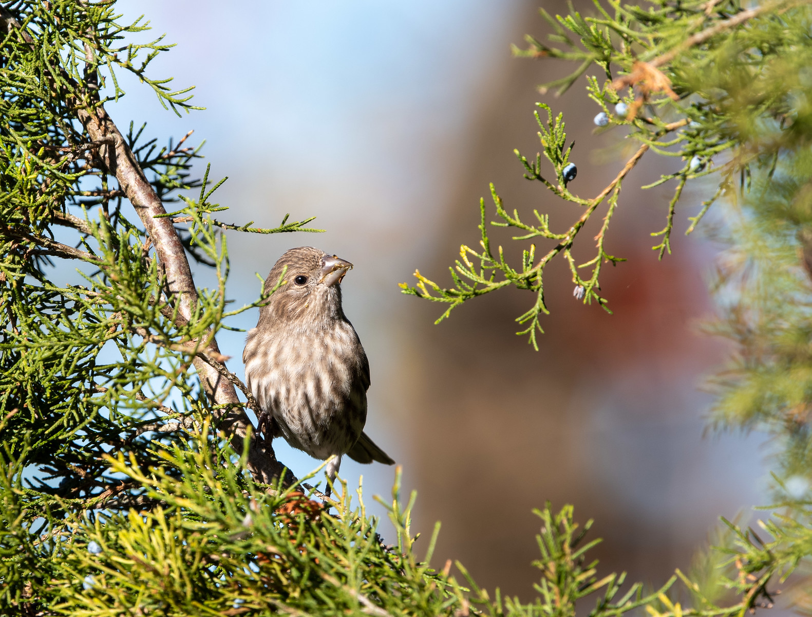 House Finch Female