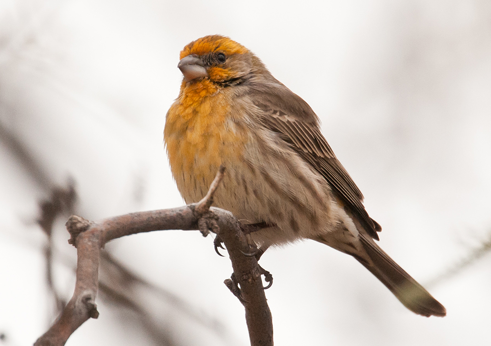 Yellow House Finch