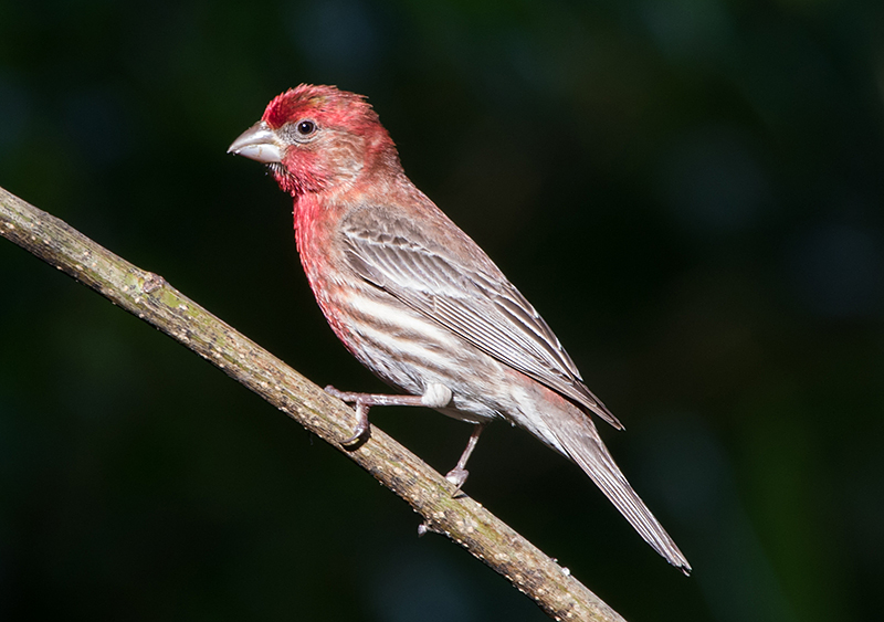 House Finch Male