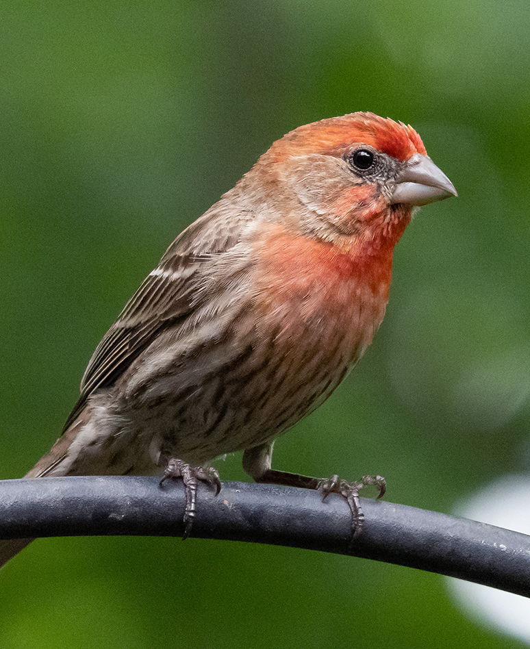 House Finch Male