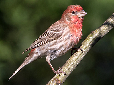 House Finch