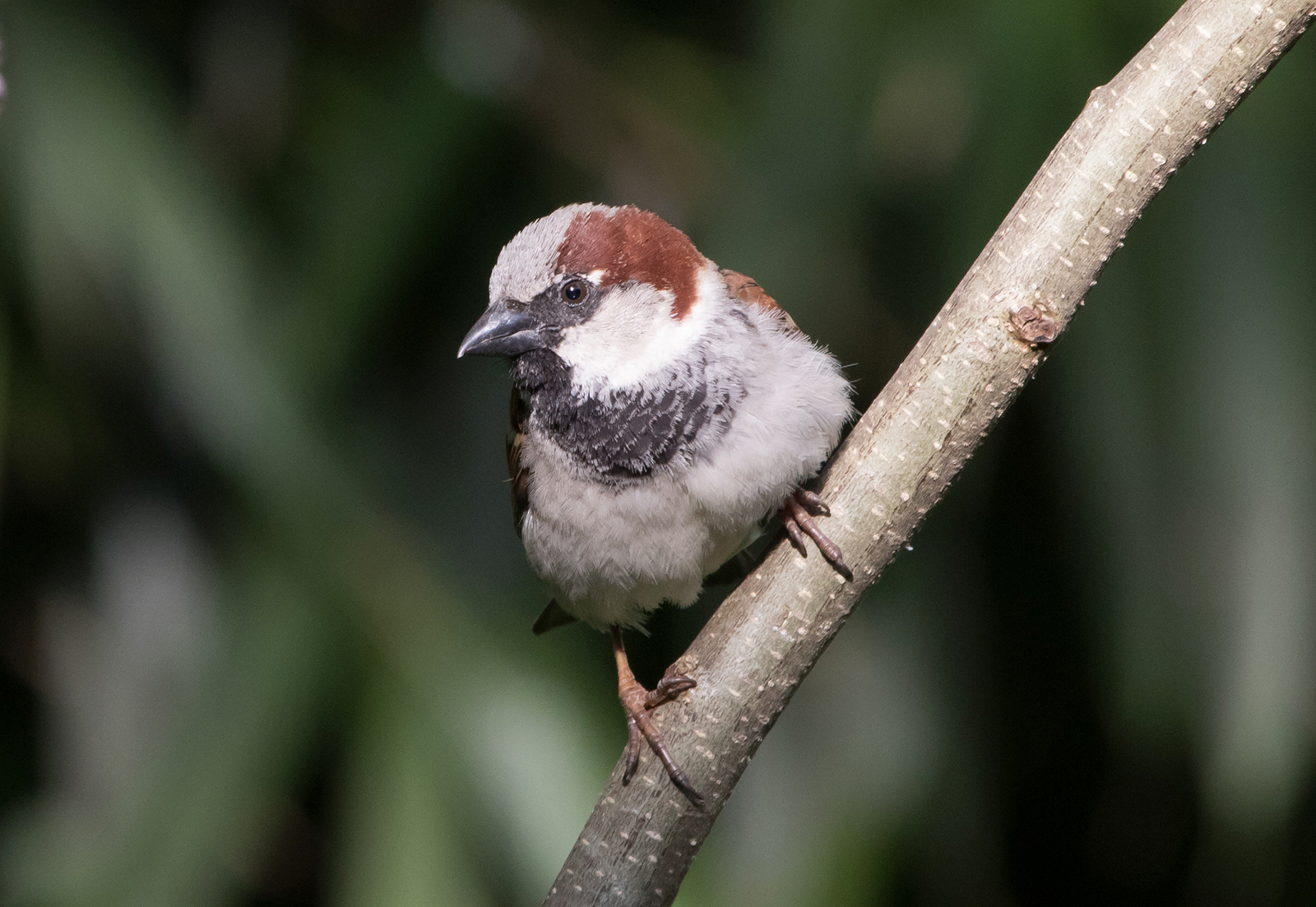 House Sparrow Male