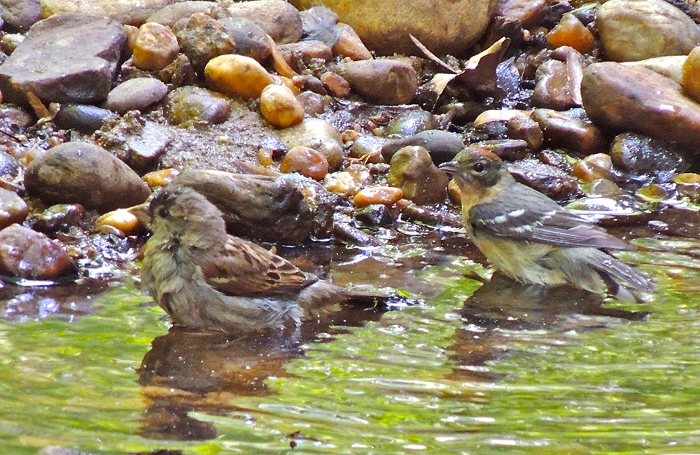 House Sparrow and Bay-breasted Warbler