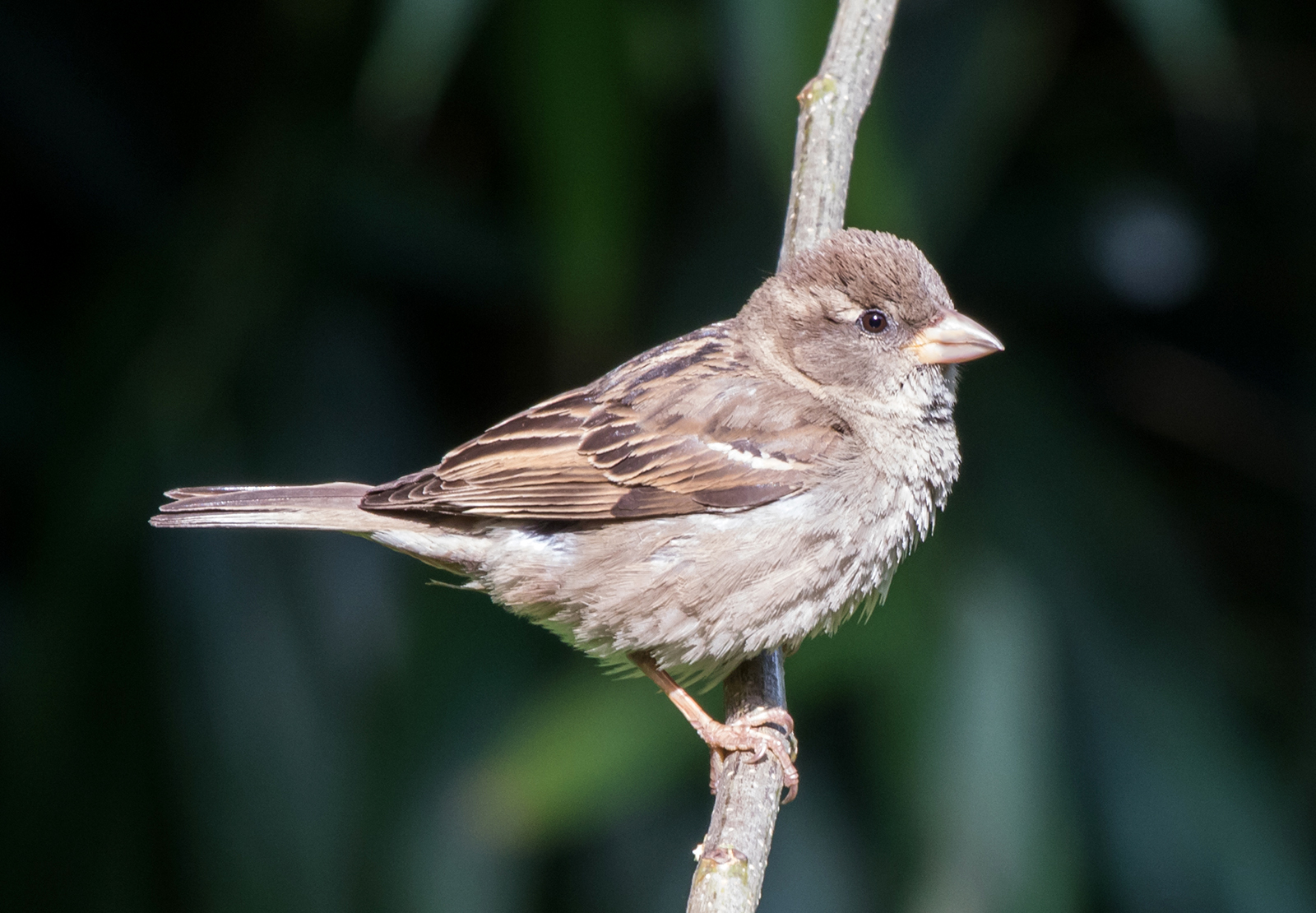 House Sparrow Female