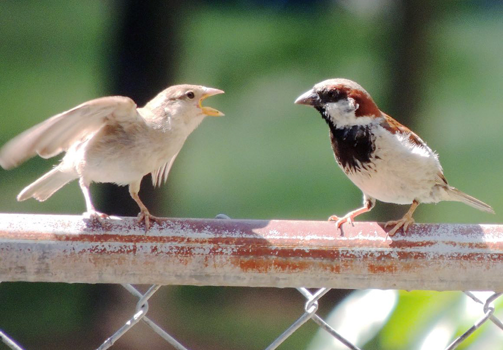 House Sparrow Male and Fledgling