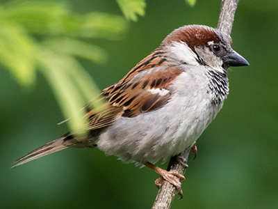 House Sparrow