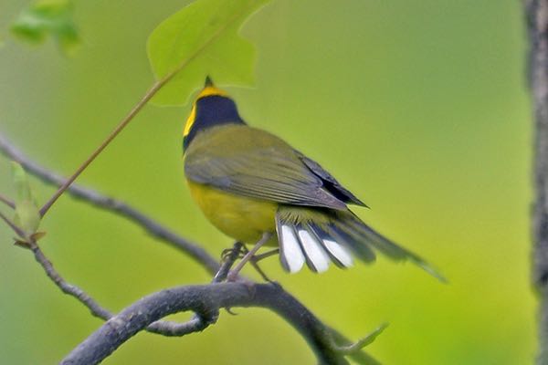 Hooded Warbler Male