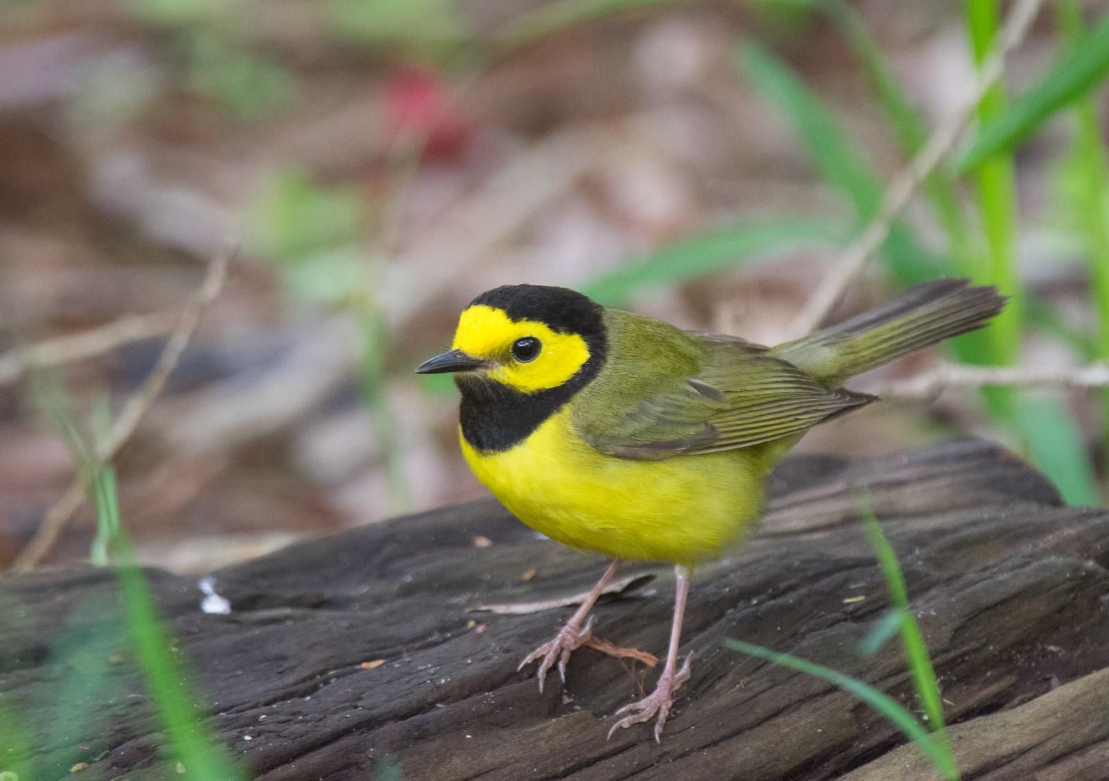 Hooded Warbler Male