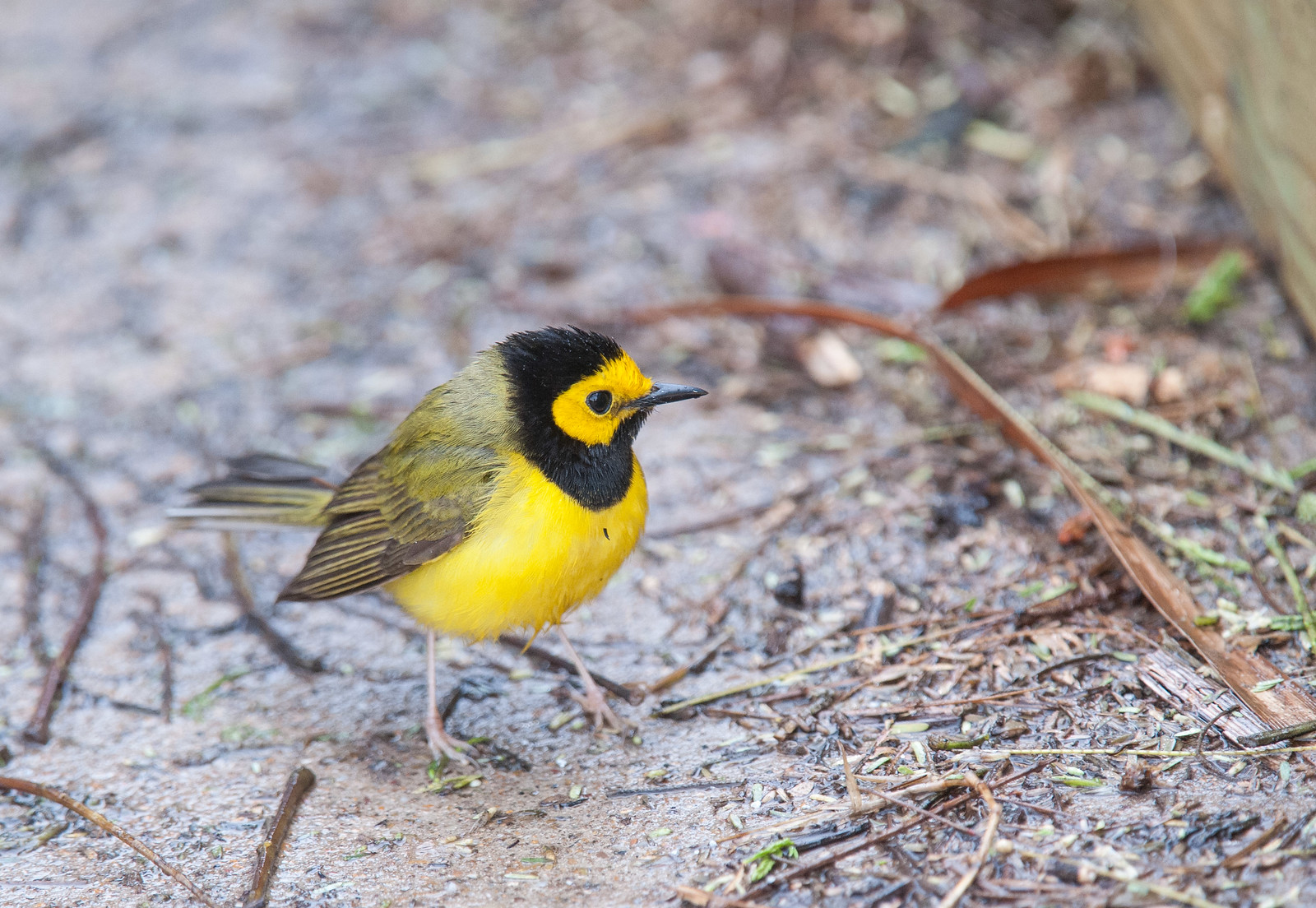 Hooded Warbler Male